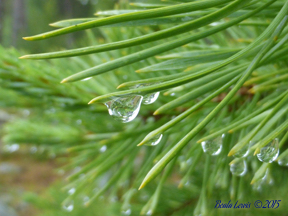 pine needles-BL